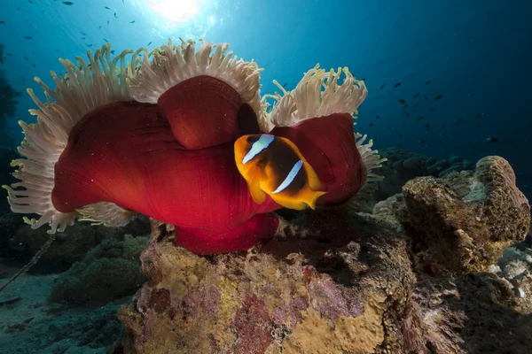 Anemonefish in the Red Sea. — Stock Photo, Image