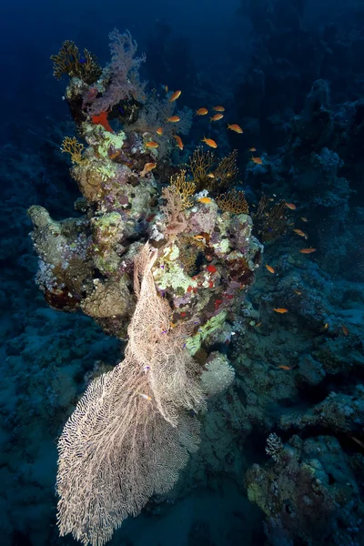 鱼和珊瑚在红海. — 图库照片