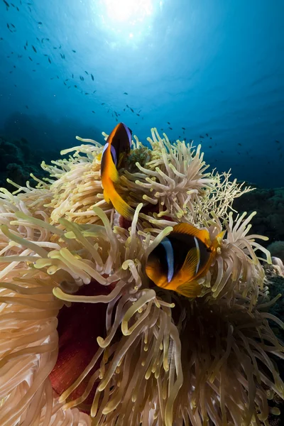 Anemonenfische im Roten Meer. — Stockfoto