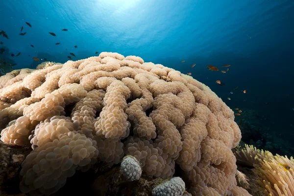 Korálové ryby a bublina v Rudém moři. — Stock fotografie