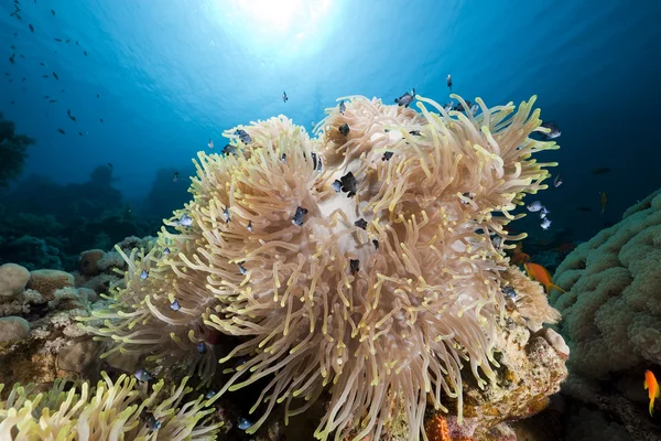 Anemone nel Mar Rosso . — Foto Stock