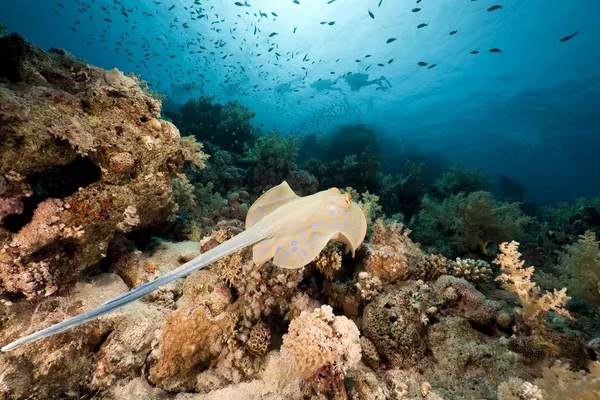 Arraia-de-bico-azul e coral no Mar Vermelho . — Fotografia de Stock
