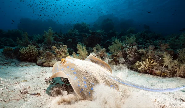 Stingray Bluespotted e corallo nel Mar Rosso . — Foto Stock