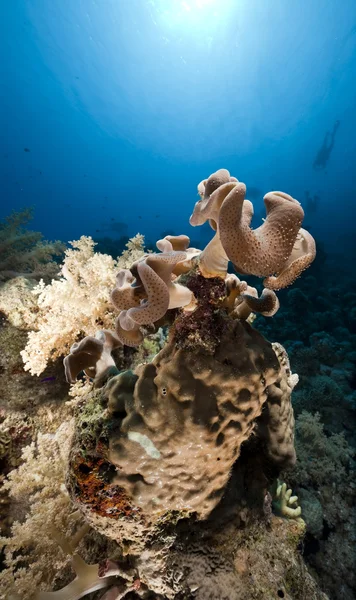 Ψάρια και τα κοράλλια στα Ερυθρά θάλασσα. — Φωτογραφία Αρχείου