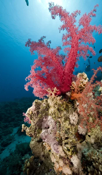 Fiskar och koraller i Röda havet. — Stockfoto