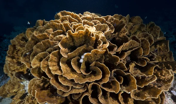 Fisk og korall i Rødehavet . – stockfoto