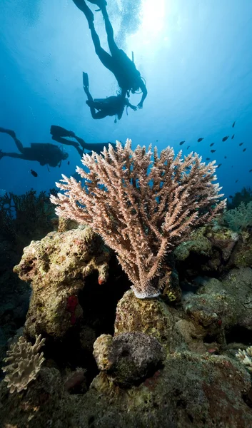 Buceadores y corales en el Mar Rojo . —  Fotos de Stock