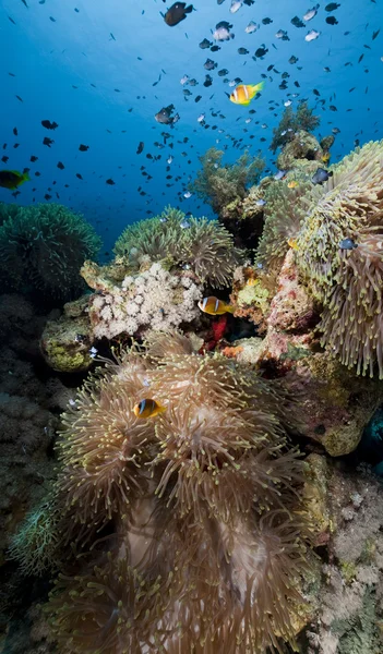 Anemone im Roten Meer. — Stockfoto
