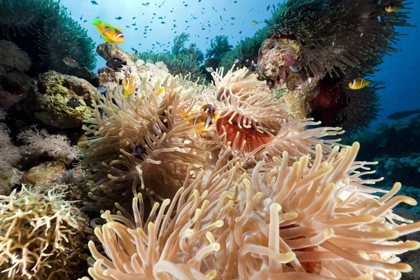 A vörös-tengeri kökörcsin. — Stock Fotó