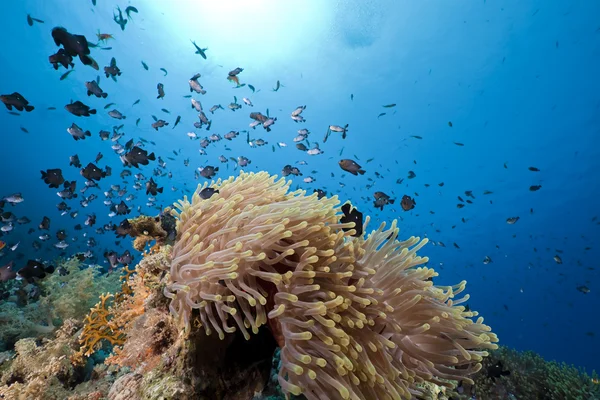 Anemone im Roten Meer. — Stockfoto