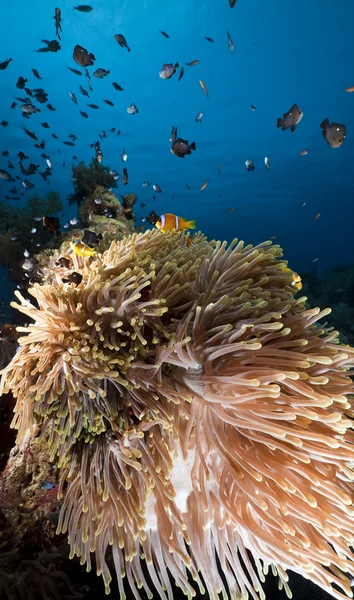 Anemone in de rode zee. — Stockfoto