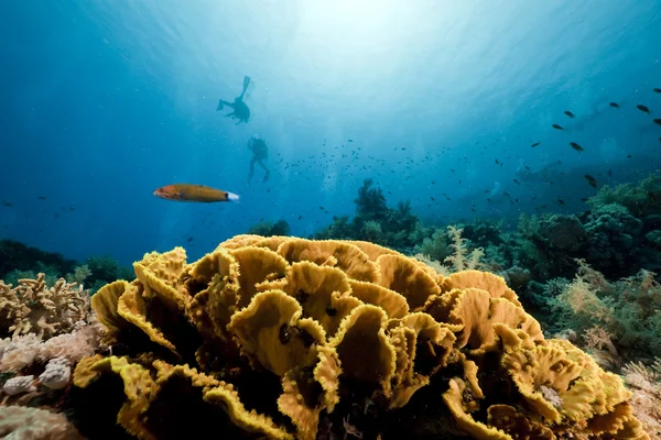Vissen en koraal in de rode zee. — Stok fotoğraf