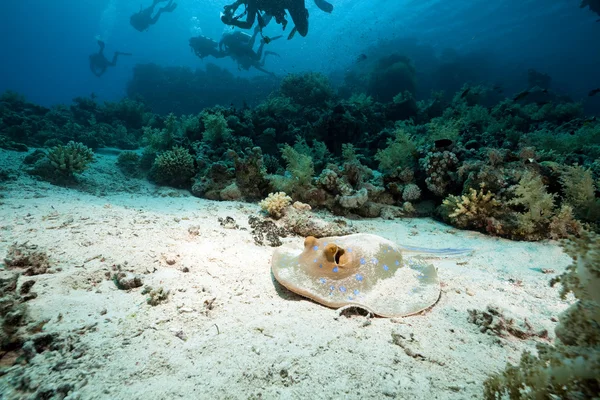 Stingray Bluespotted e subacquei nel Mar Rosso . — Foto Stock