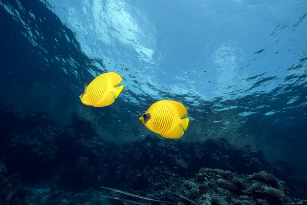 Butterflyfish in the Red Sea. — Stock Photo, Image