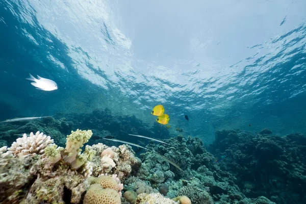 Peces y coral en el Mar Rojo . — Foto de Stock
