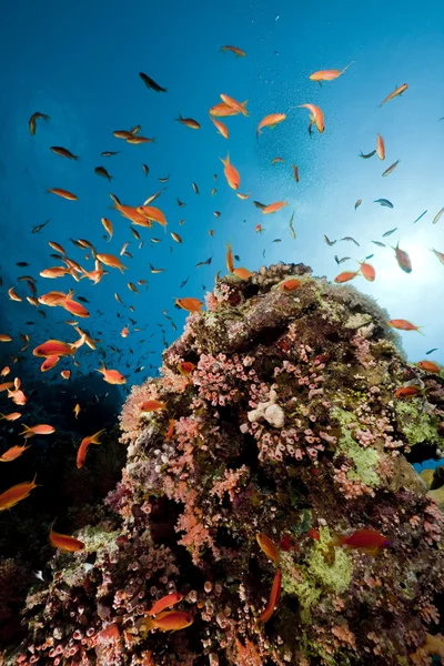 Рыба и кораллы в Красном море . — стоковое фото