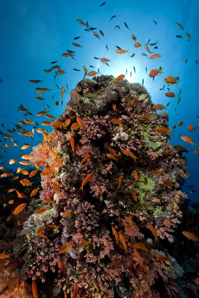 Ryb a korálů v Rudém moři. — Stock fotografie