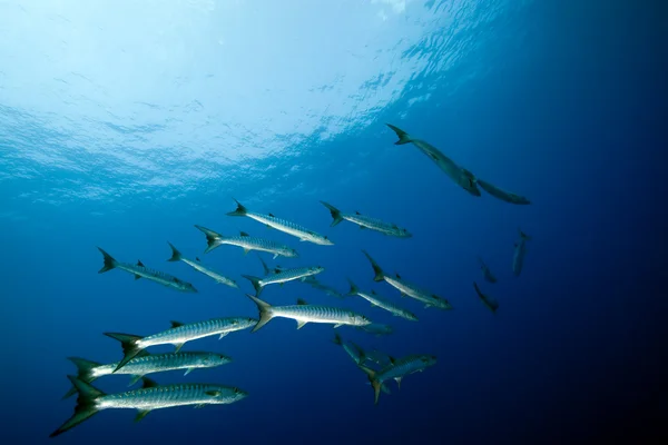 Great barracuda in the Red Sea. — Stock Photo, Image