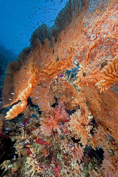 Seafan och fisk i Röda havet. — Stockfoto