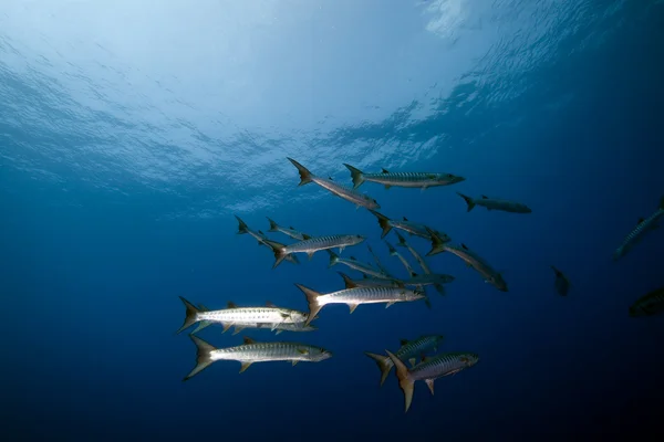 Grote barracuda in de Rode Zee. — Stockfoto