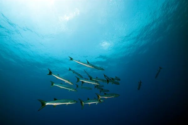 Grande barracuda no Mar Vermelho . — Fotografia de Stock