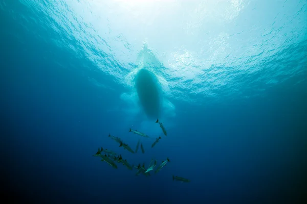 紅海の大バラクーダ. — ストック写真