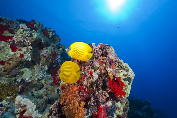 butterflyfish kızıl denizi.