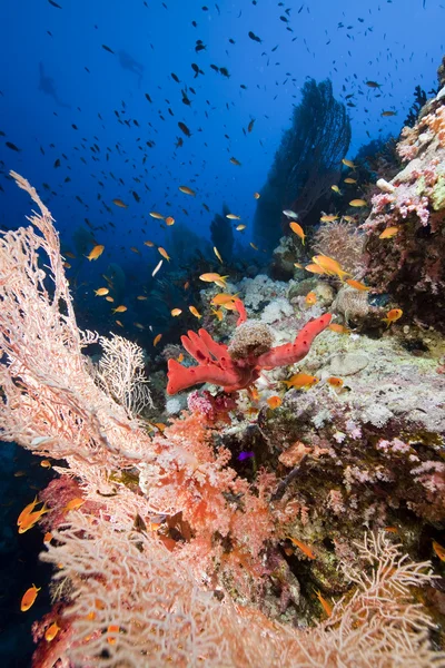 Pesce vetro e marinai nel Mar Rosso . — Foto Stock