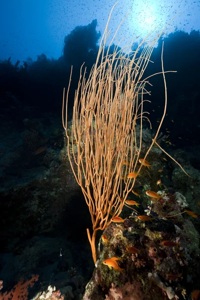 Azote de coral en el Mar Rojo . — Foto de Stock