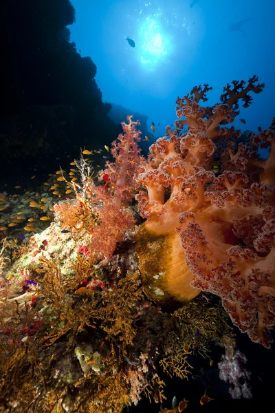Fische und Korallen im Roten Meer. — Stockfoto