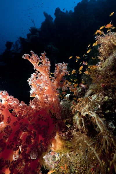 Vissen en koraal in de rode zee. — Stockfoto