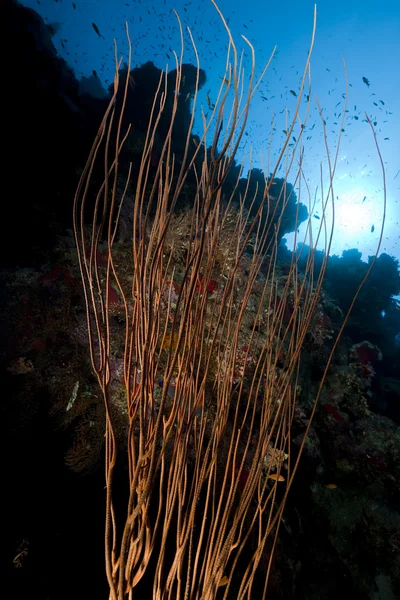 Whip coral in the Red Sea. — Stock Photo, Image