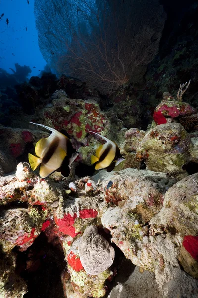 Fische und Korallen im Roten Meer. — Stockfoto