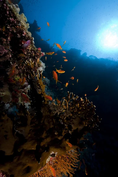 鱼和珊瑚在红海. — 图库照片