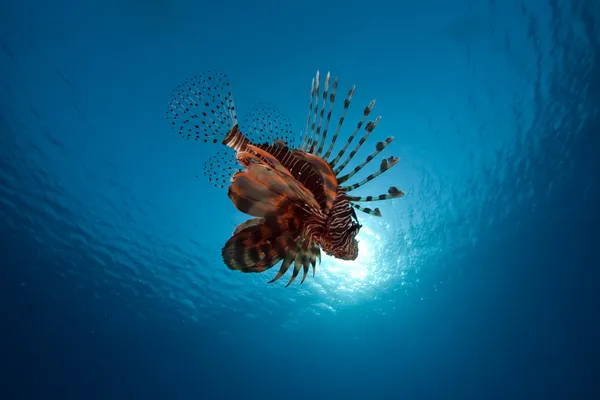 Lionfish in the Red Sea. Stock Photo