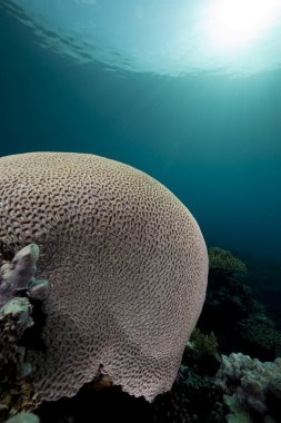 Brain coral and ocean clipart