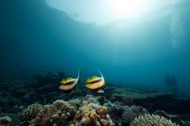 bannerfish ve okyanus