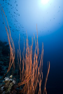 whipcoral, Balık ve deniz