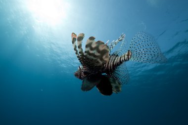 lionfish ve geniş mavi okyanus