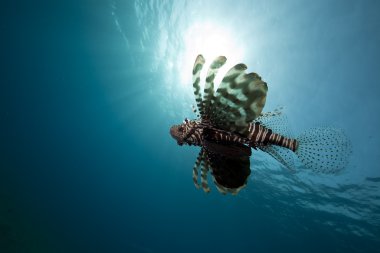 lionfish ve geniş mavi okyanus