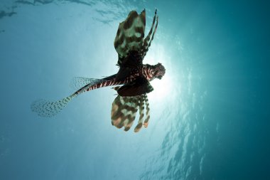 lionfish ve geniş mavi okyanus