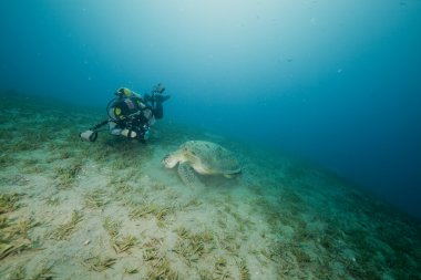 Green turtle and an underwater photographer clipart