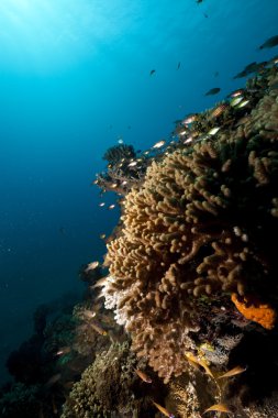 lionfish ve glassfish