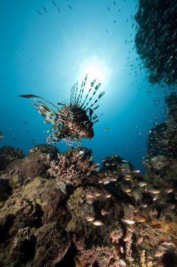 lionfish ve glassfish