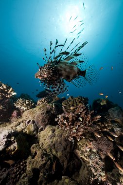 lionfish ve okyanus