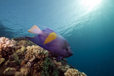 Yellowbar melek balığı ve okyanus