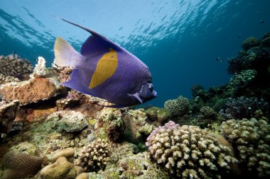 Yellowbar angelfish and ocean clipart