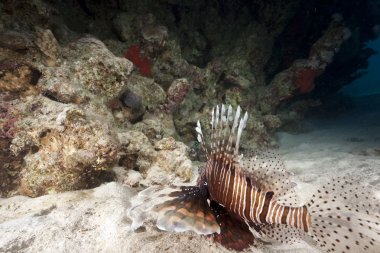 lionfish ve mercan