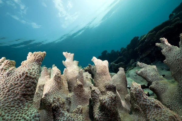 Coral Sasanka a oceán — Stock fotografie