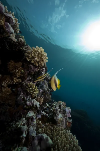 Ryby, Koral i ocean — Zdjęcie stockowe